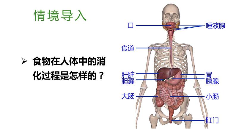北师大版七年级生物下册 第8章 第2节 第2课时 食物在胃和小肠内的消化 营养物质的吸收 课件02