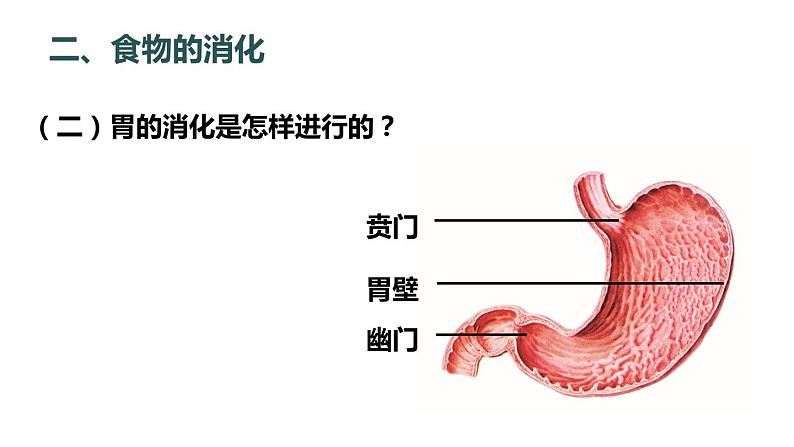 北师大版七年级生物下册 第8章 第2节 第2课时 食物在胃和小肠内的消化 营养物质的吸收 课件04