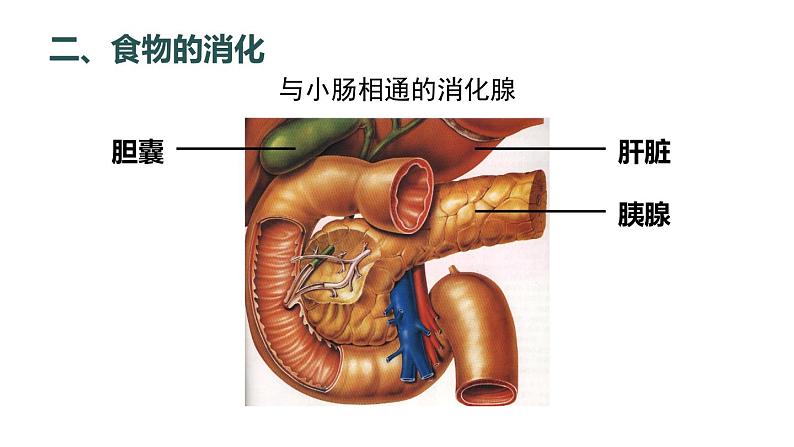 北师大版七年级生物下册 第8章 第2节 第2课时 食物在胃和小肠内的消化 营养物质的吸收 课件08