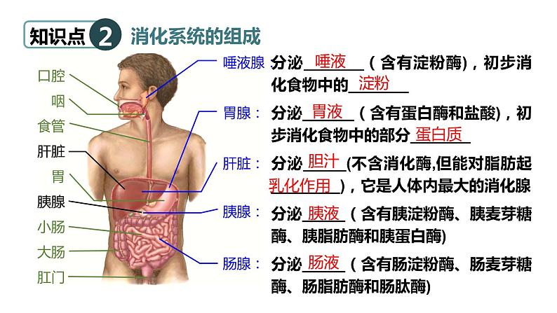 北师大版七年级生物下册 第8章 章末复习 课件05