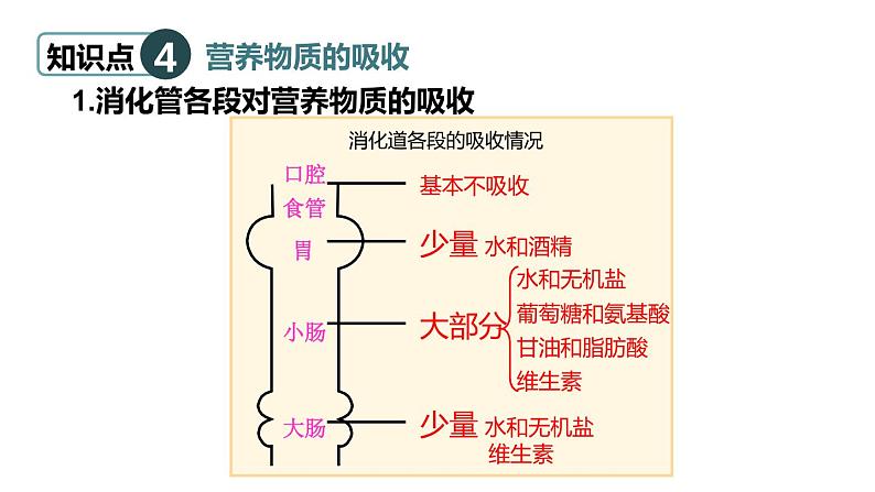 北师大版七年级生物下册 第8章 章末复习 课件07