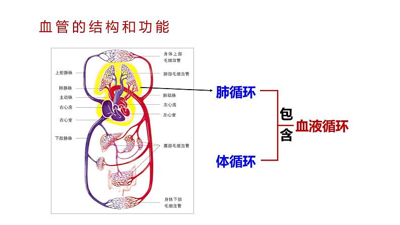 1第1课时 血管和心脏第4页