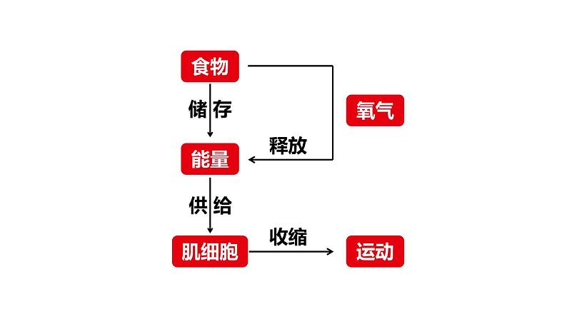 北师大版七年级生物下册 第10章 第1节 食物中能量的释放 课件第4页