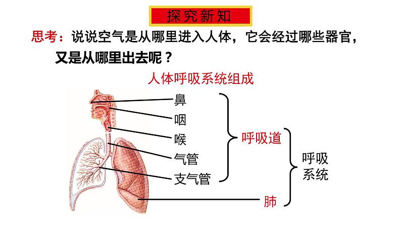 北师大版七年级生物下册 第10章 第2节 第1课时 呼吸系统的组成与功能 课件03