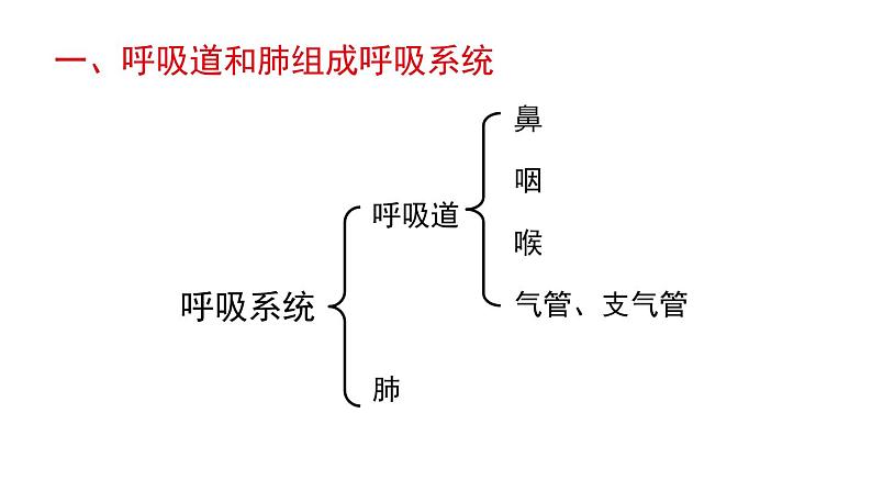 北师大版七年级生物下册 第10章 第2节 第1课时 呼吸系统的组成与功能 课件04