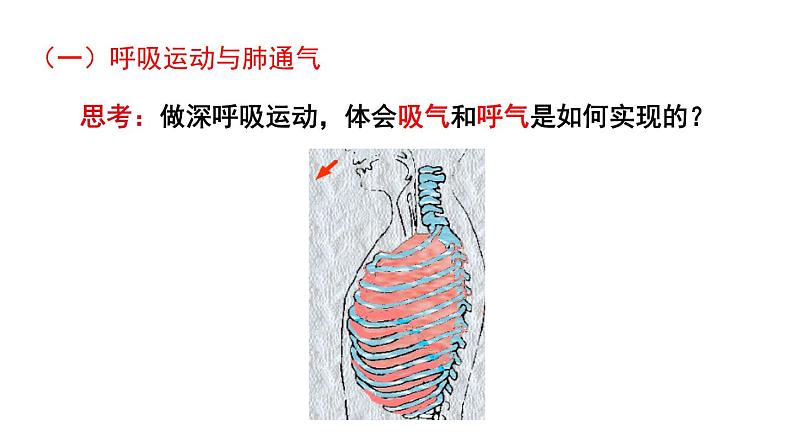 北师大版七年级生物下册 第10章 第2节 第2课时 人体内的气体交换 课件04