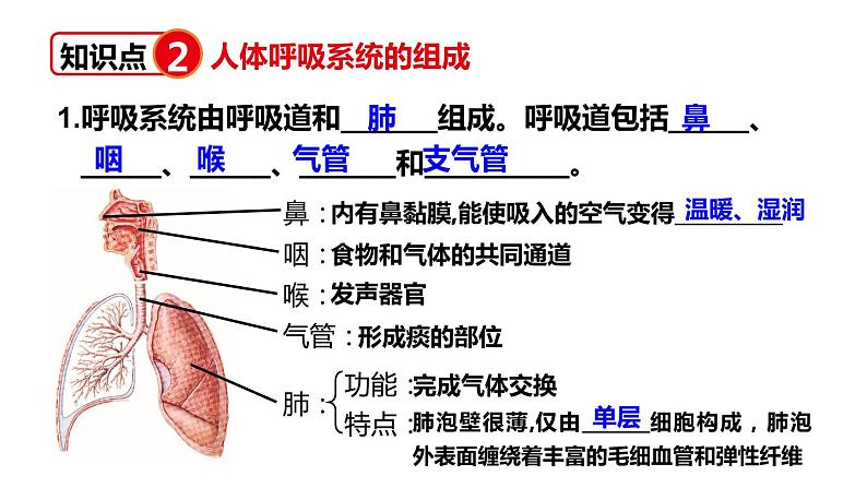 北师大版七年级生物下册 第10章 章末复习 课件04