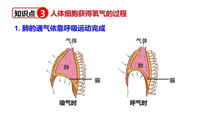 北师大版七年级生物下册 第10章 章末复习 课件05