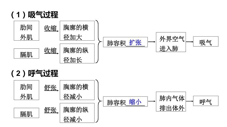 北师大版七年级生物下册 第10章 章末复习 课件06