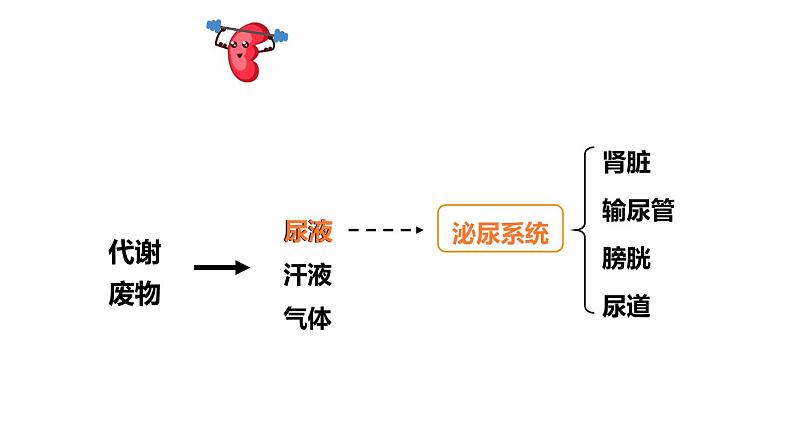 1第1课时 泌尿系统的组成第2页