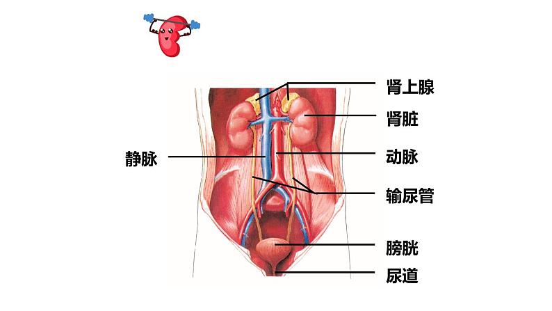 1第1课时 泌尿系统的组成第3页