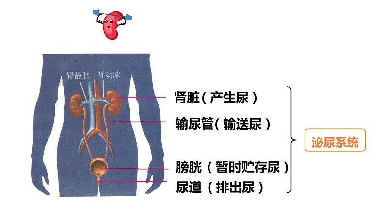 1第1课时 泌尿系统的组成第4页