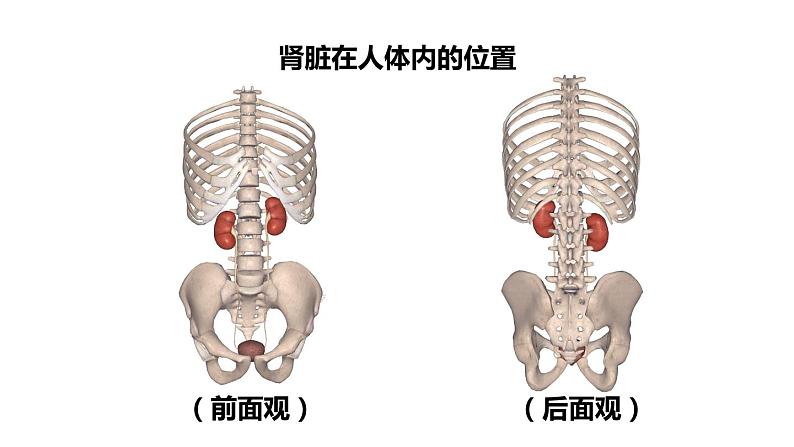 1第1课时 泌尿系统的组成第5页