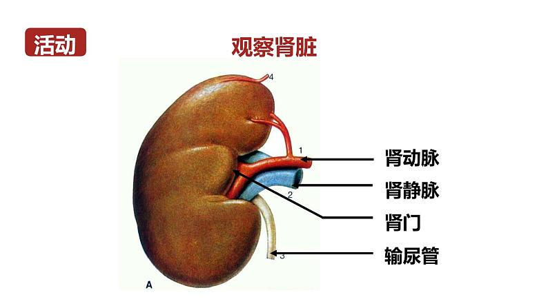 1第1课时 泌尿系统的组成第8页