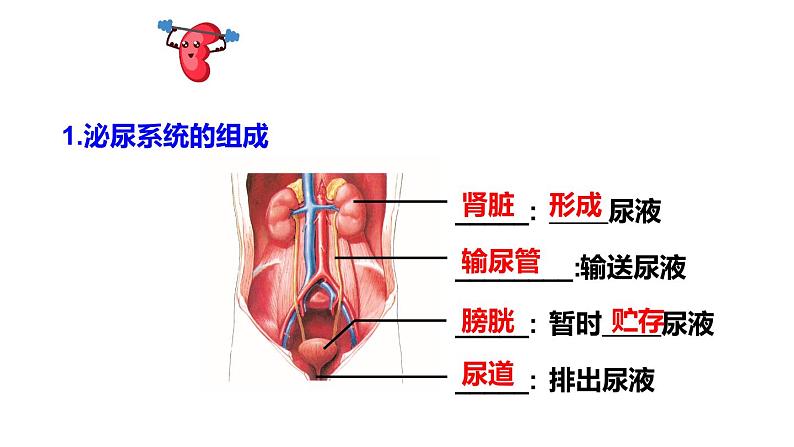 北师大版七年级生物下册 第11章 章末复习 课件05