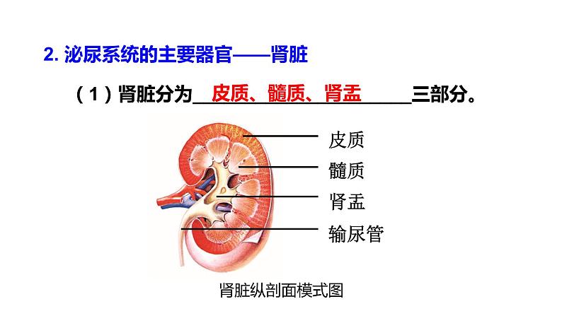 北师大版七年级生物下册 第11章 章末复习 课件06