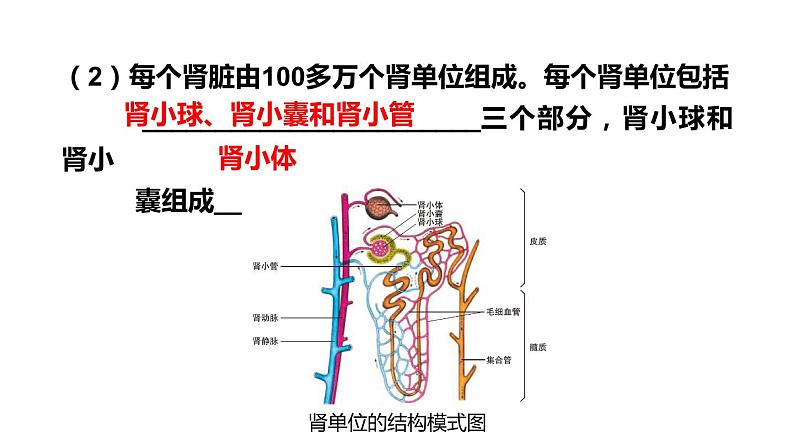 北师大版七年级生物下册 第11章 章末复习 课件07