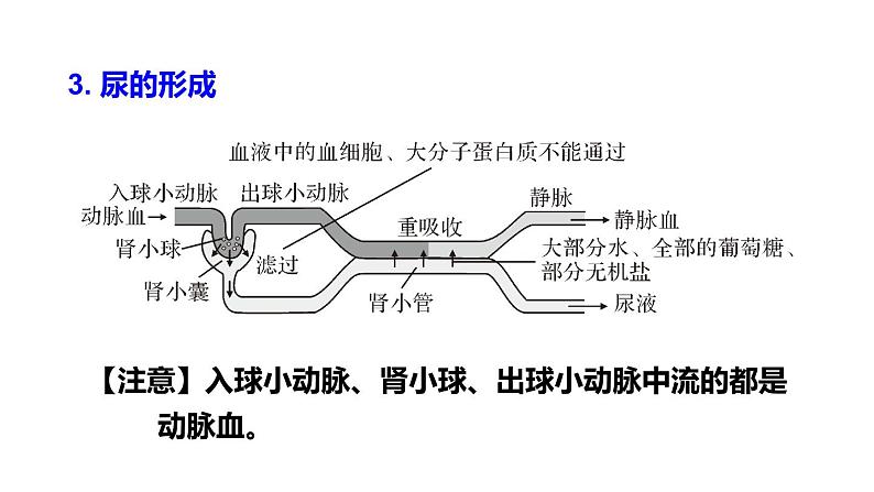 北师大版七年级生物下册 第11章 章末复习 课件08