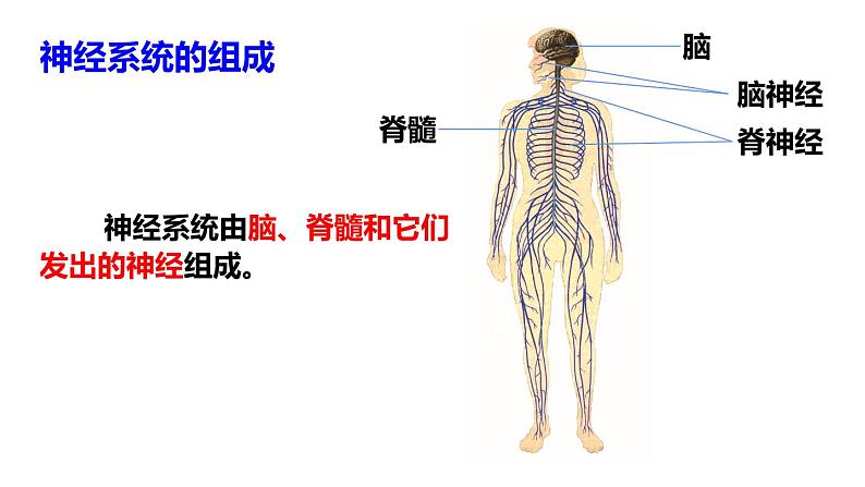 第1课时 神经系统第5页