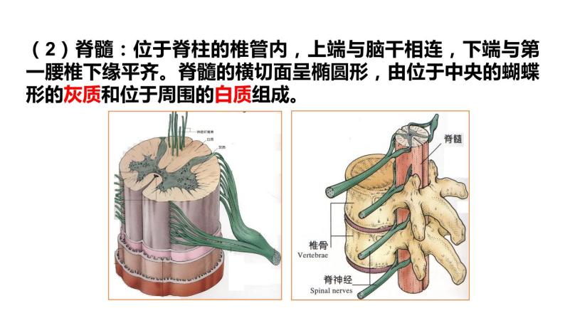 北师大版七年级生物下册 第12章 第1节 第1课时 神经系统 课件08