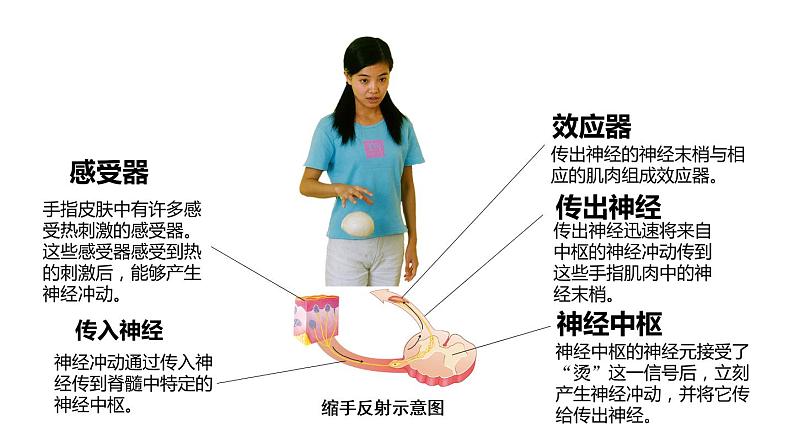 1第2课时 神经调节第7页