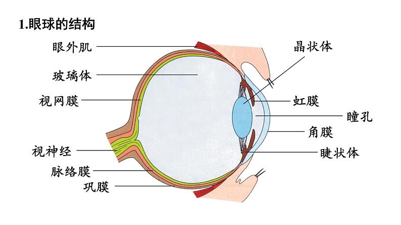 第1课时 眼与视觉第8页