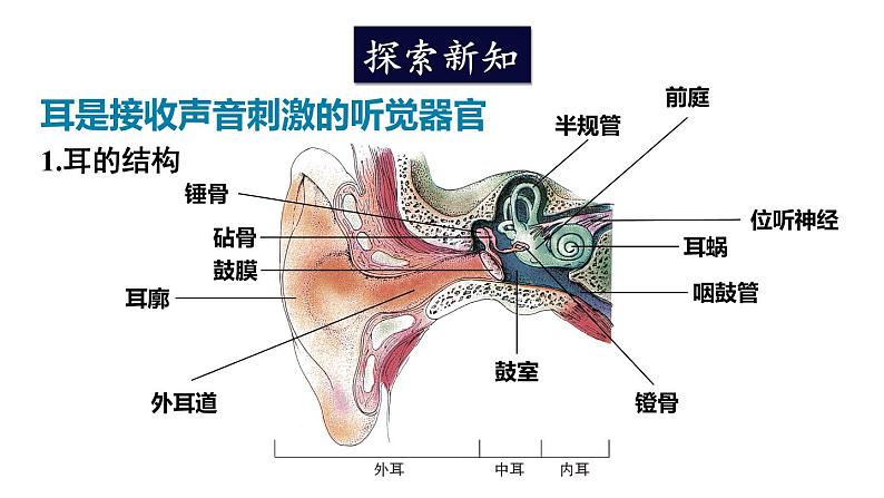 北师大版七年级生物下册 第12章 第2节 第2课时 耳与听觉及其他感觉 课件03