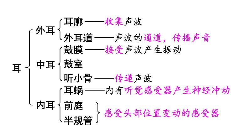 北师大版七年级生物下册 第12章 第2节 第2课时 耳与听觉及其他感觉 课件05