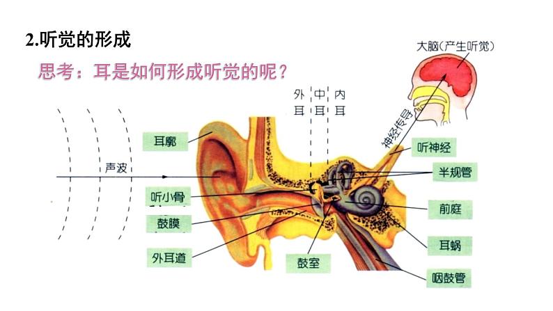 北师大版七年级生物下册 第12章 第2节 第2课时 耳与听觉及其他感觉 课件06