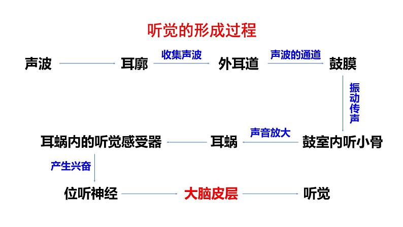 北师大版七年级生物下册 第12章 第2节 第2课时 耳与听觉及其他感觉 课件07