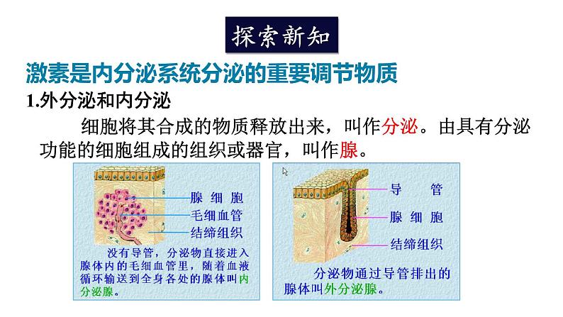 北师大版七年级生物下册 第12章 第3节 激素调节 课件第3页