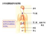 北师大版七年级生物下册 第12章 第3节 激素调节 课件