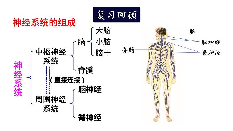 北师大版七年级生物下册 第12章 本章小结 课件02