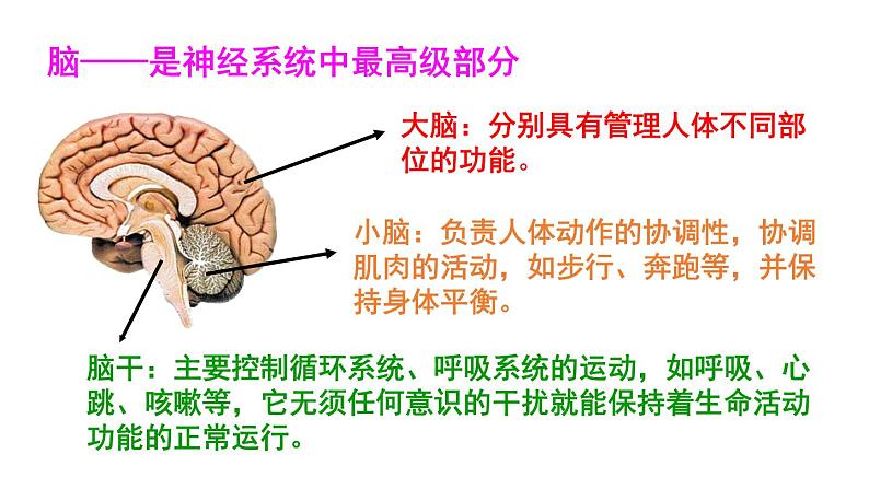 北师大版七年级生物下册 第12章 本章小结 课件03