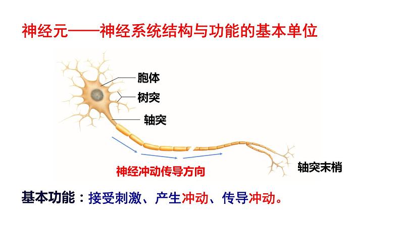 北师大版七年级生物下册 第12章 本章小结 课件05