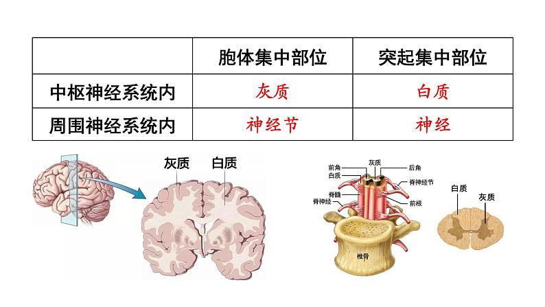 北师大版七年级生物下册 第12章 本章小结 课件06