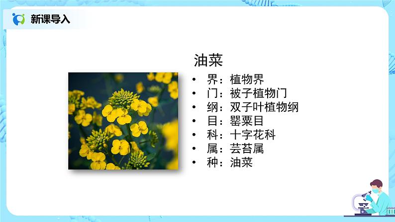 人教版（新课标）生物八下：7.2.1《基因控制生物的性状》（专题复习）课件（送教案+习题）03