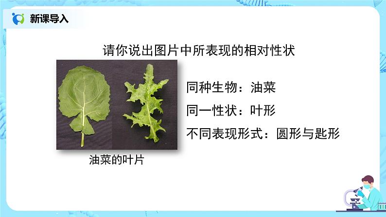 人教版（新课标）生物八下：7.2.1《基因控制生物的性状》（专题复习）课件（送教案+习题）07