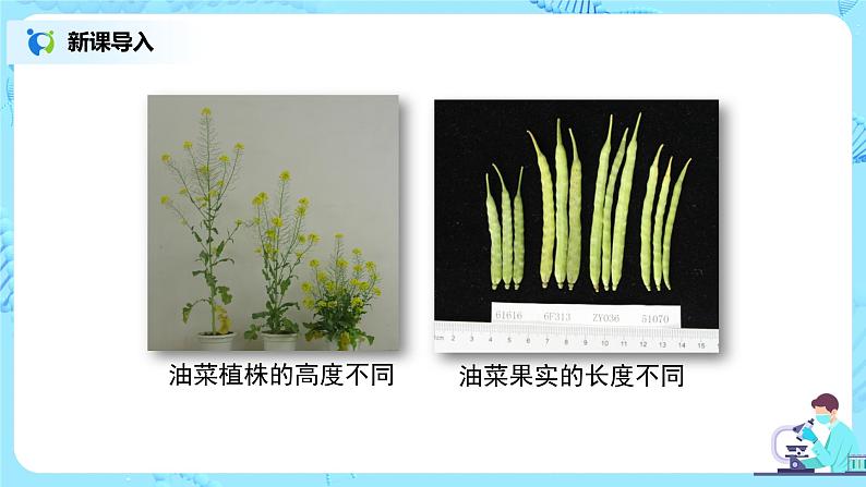 人教版（新课标）生物八下：7.2.1《基因控制生物的性状》（专题复习）课件（送教案+习题）08