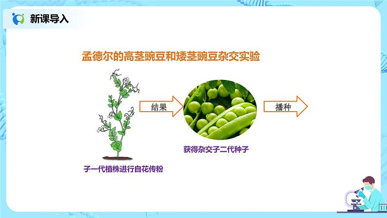 人教版（新课标）生物八下：7.2.3《基因的显性和隐性》课件（送教案+习题）07