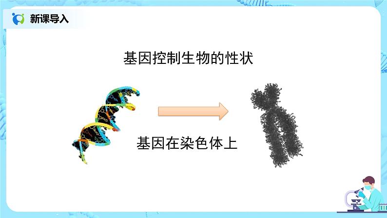 7.2.4《人的性别遗传》课件第4页