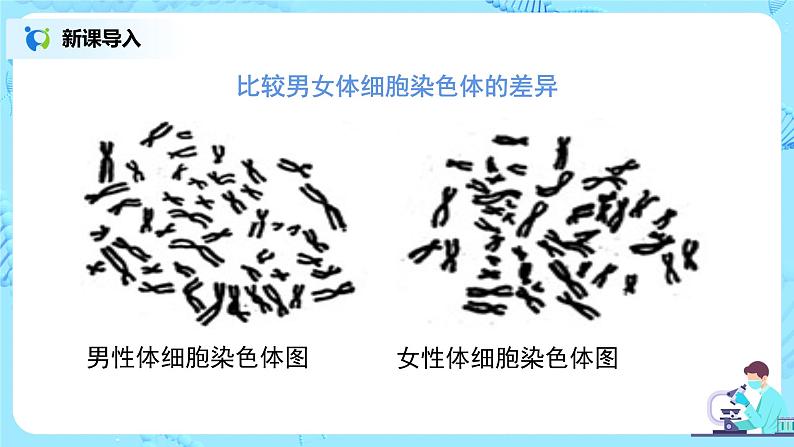 7.2.4《人的性别遗传》课件第5页