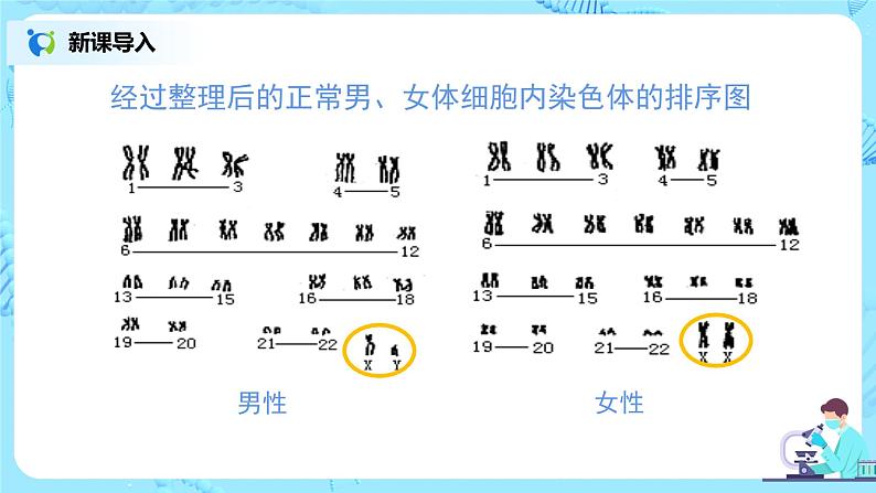 7.2.4《人的性别遗传》课件第7页