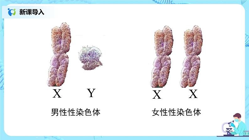 7.2.4《人的性别遗传》课件第8页
