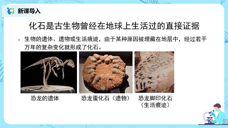 人教版（新课标）生物八下：7.3.2《生物进化的历程》课件04