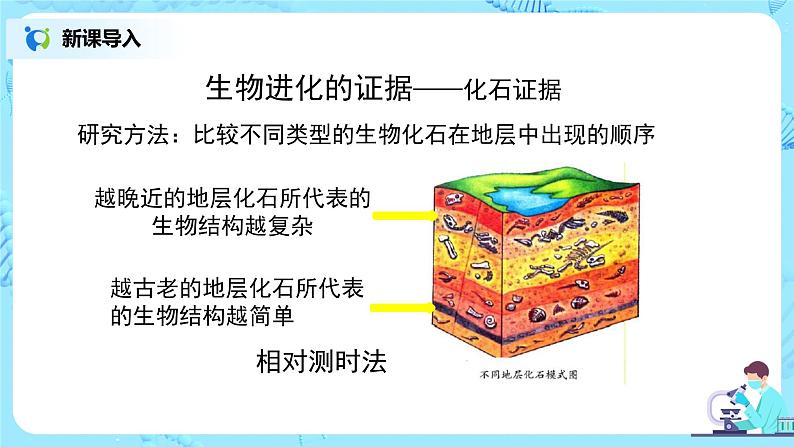 人教版（新课标）生物八下：7.3.2《生物进化的历程》课件05