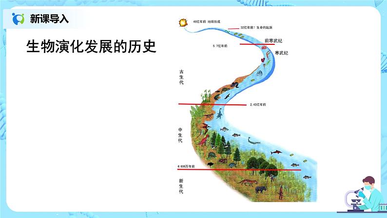 人教版（新课标）生物八下：7.3.2《生物进化的历程》课件07