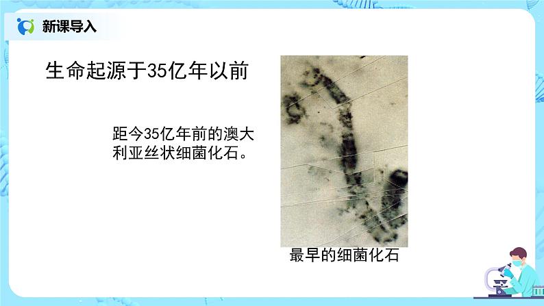 人教版（新课标）生物八下：7.3.2《生物进化的历程》课件08