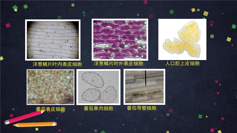 人教版（新课标）七年级生物上册：2.1《细胞是生命活动的基本单位》章节综合与测试（课件+教案+练习）02