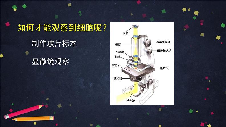 人教版（新课标）七年级生物上册：2.1《细胞是生命活动的基本单位》章节综合与测试（课件+教案+练习）03